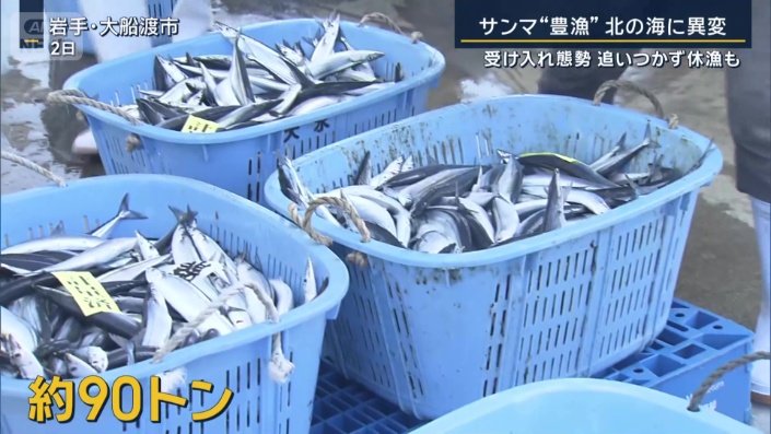 水揚げされたサンマ