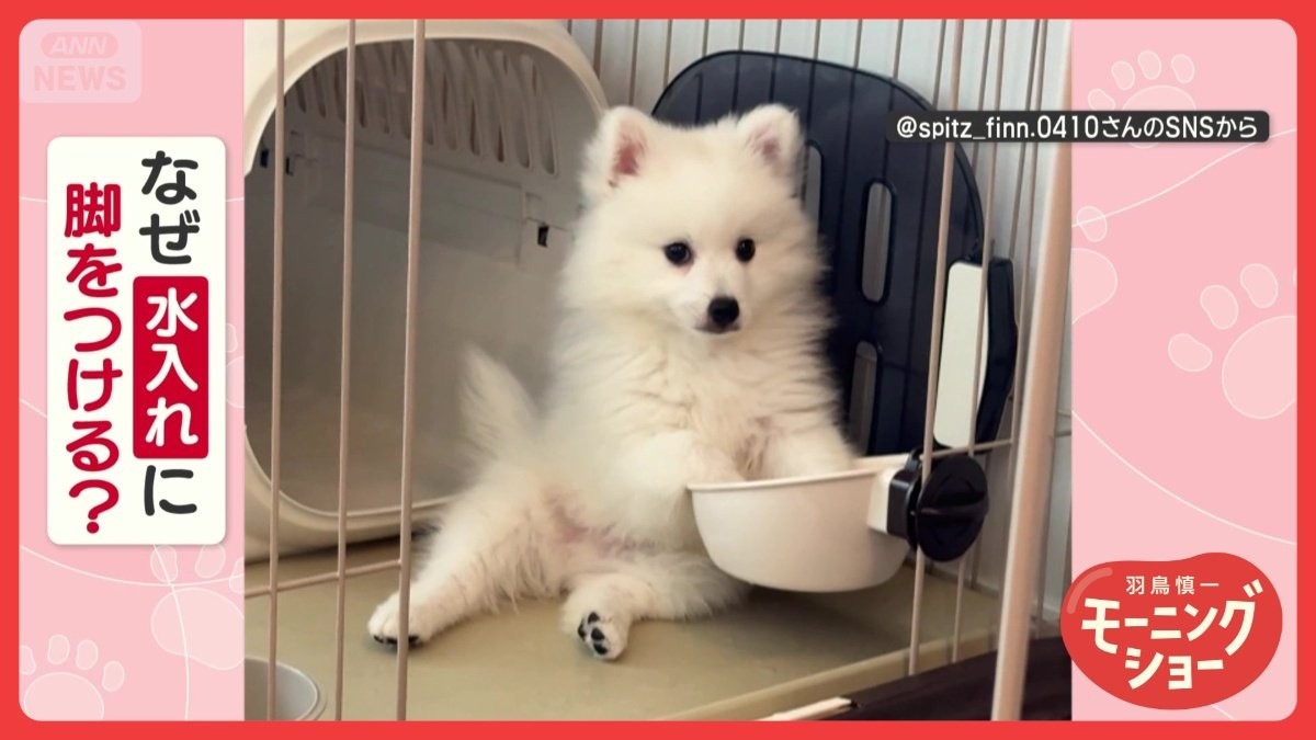 まるで足湯「いい湯だワン！」ウットリ顔で水に脚をつけるワンちゃん　癒されてるの？