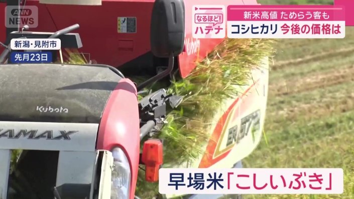 早場米「こしいぶき」
