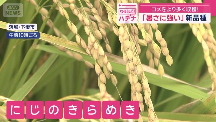にじのきらめき