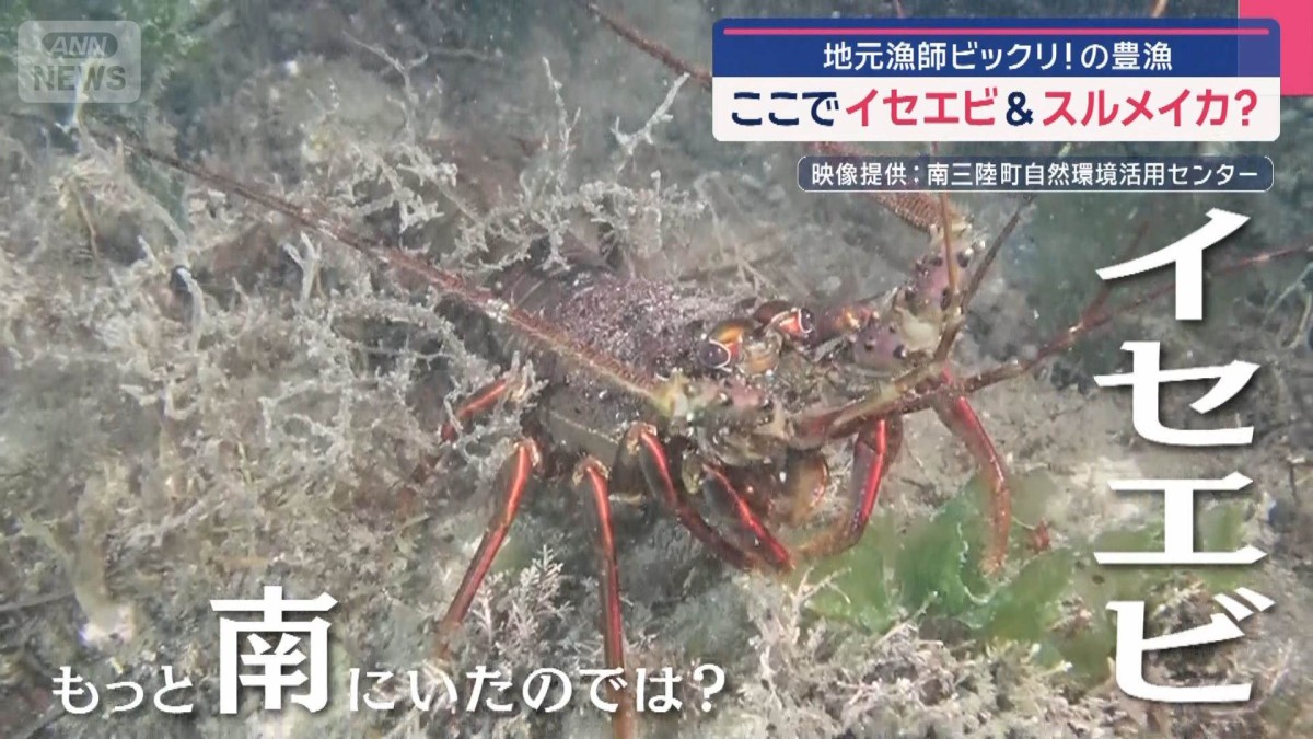 秋の味覚“大漁の謎”…イセエビ・スルメイカ　地元も驚きの水揚げラッシュ