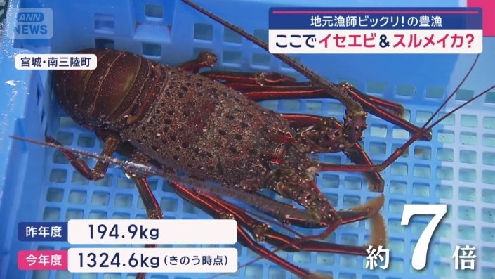 今年度は豊漁
