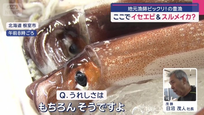 店内に、立派なスルメイカが並ぶ