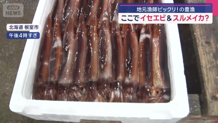 白い箱にぎっしりと詰まった「スルメイカ」
