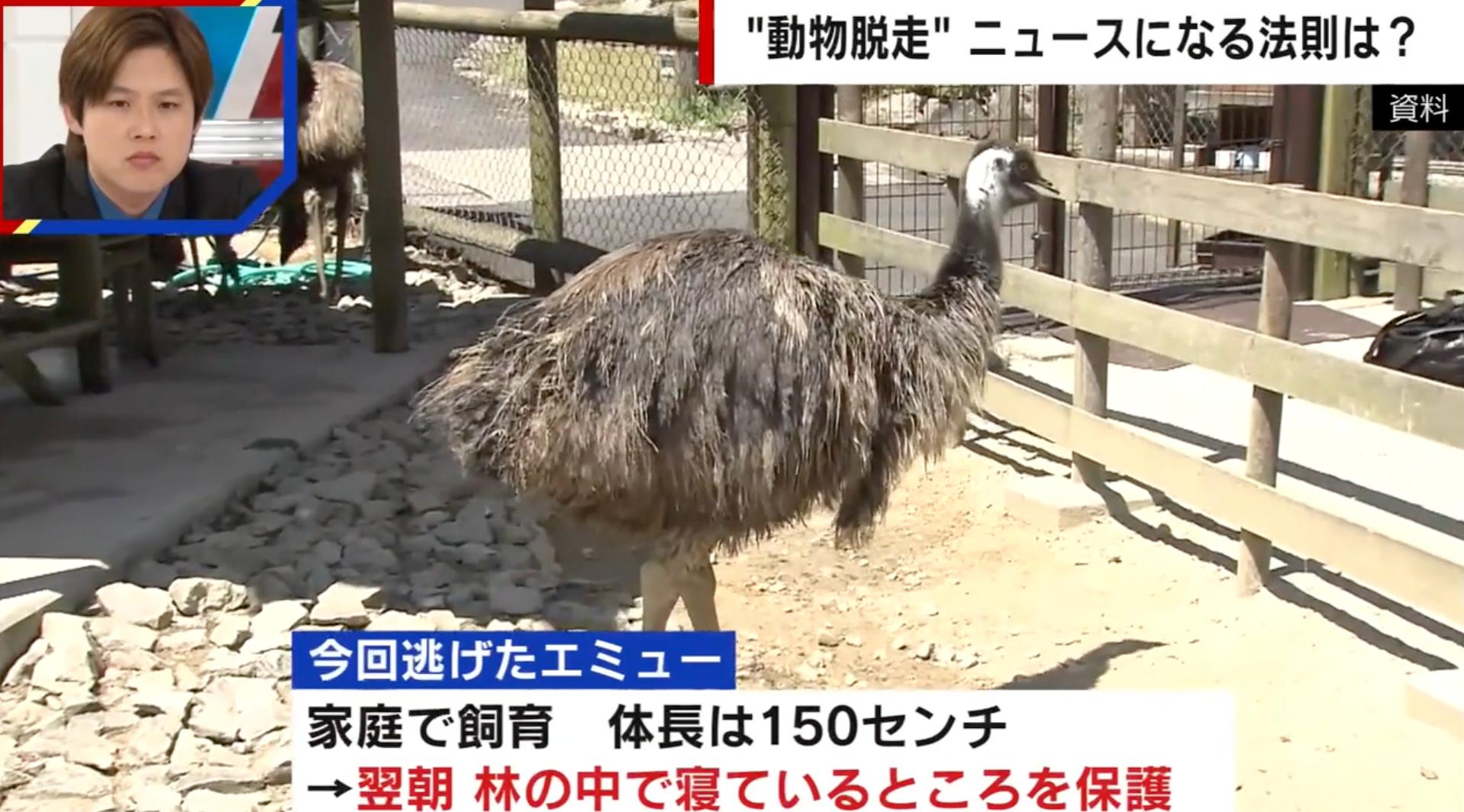 住宅から“巨大な鳥”が脱走…エミューの謎を調査「大きな音でショック死するほどデリケート」