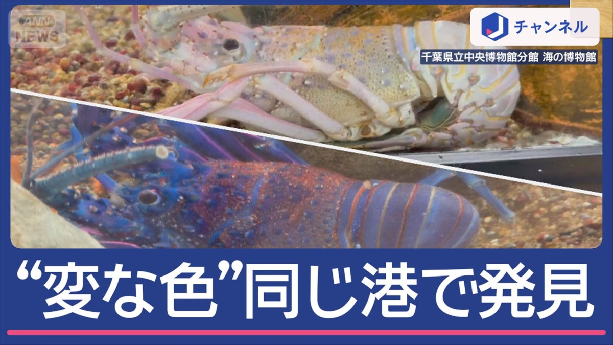 “変な色”イセエビ相次ぐ…「白」に「青」同じ港でナゼ？