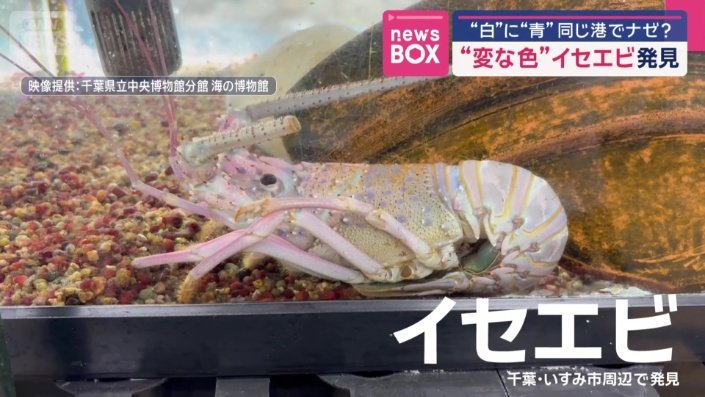 白いイセエビ