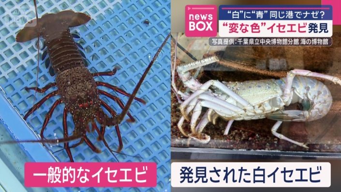 比べると…