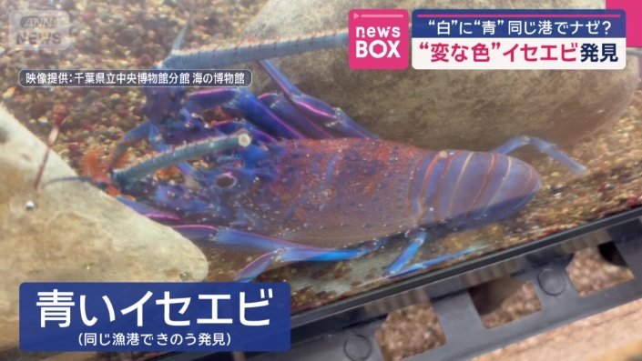 青いイセエビ
