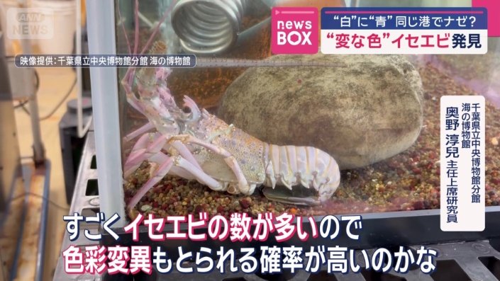 千葉県立中央博物館分館　海の博物館　奥野主任上席研究員