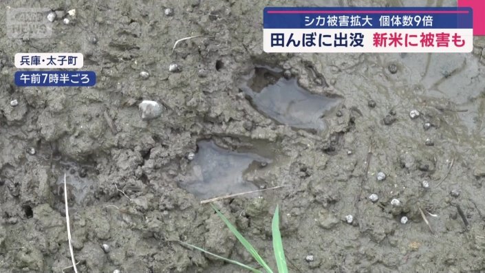 足跡がくっきりと残っていた