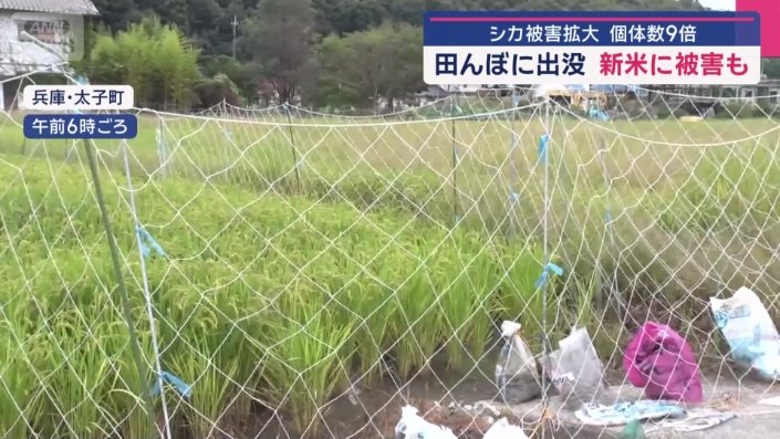 ネット