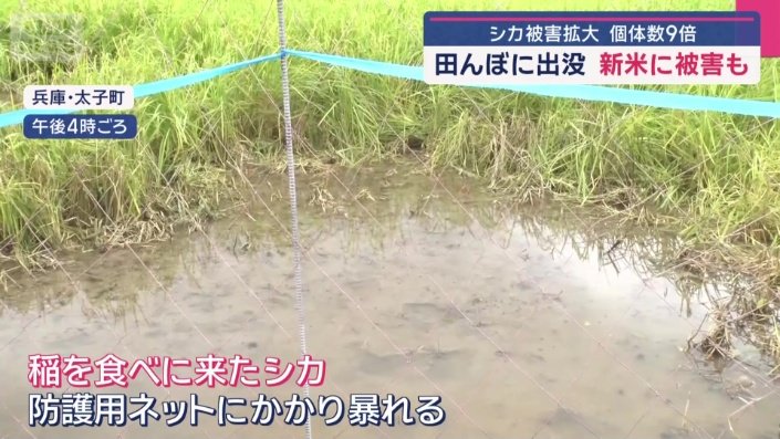 シカが稲を食べに田んぼに現れ、防護用ネットにかかり暴れたためできたスペース