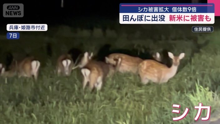 映像で確認できるだけでも10頭近くいる
