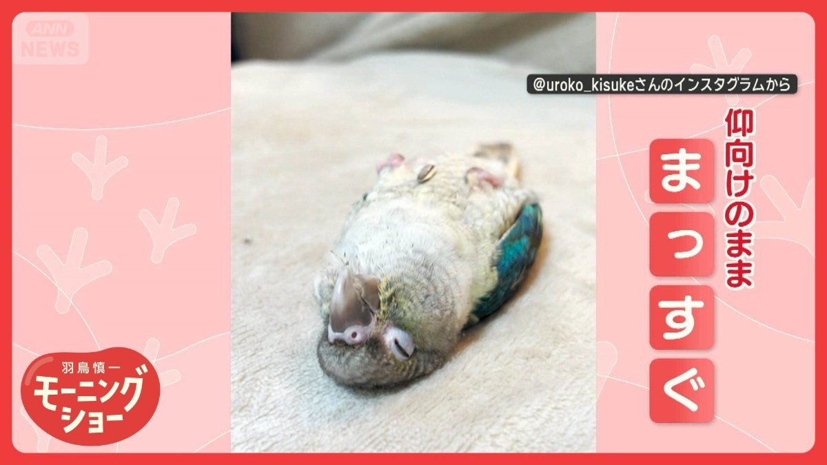 まっすぐ仰向けでスヤスヤ　無防備すぎるインコさん　なぜ仰向けのまま寝るの？