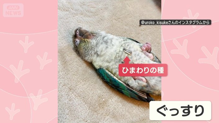 おなかの上のひまわりの種にもお構いなし
