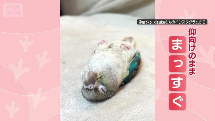 仰向けのまま、まっすぐ寝るインコ
