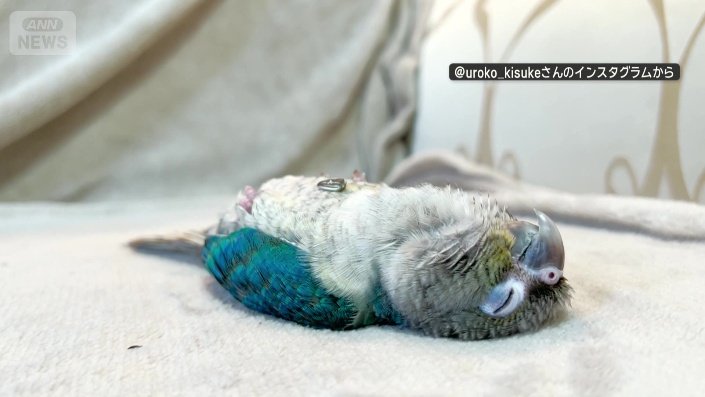 ワキコガネウロコインコの、キスケくん(6カ月)