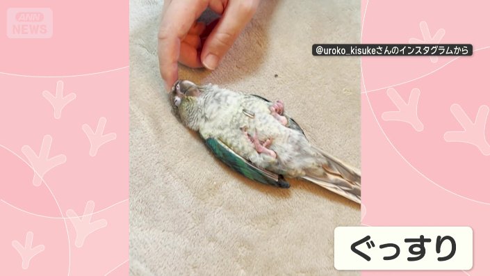 別の日も…飼い主になでられながら、ぐっすり