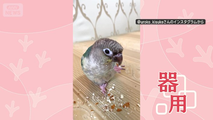 ナッツを片脚で器用に頬張るインコ