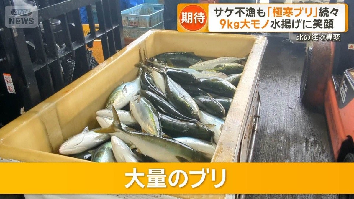 サケ激減の一方でブリ豊漁　北海道でブランド化、新名産品に　ふるさと納税でも人気