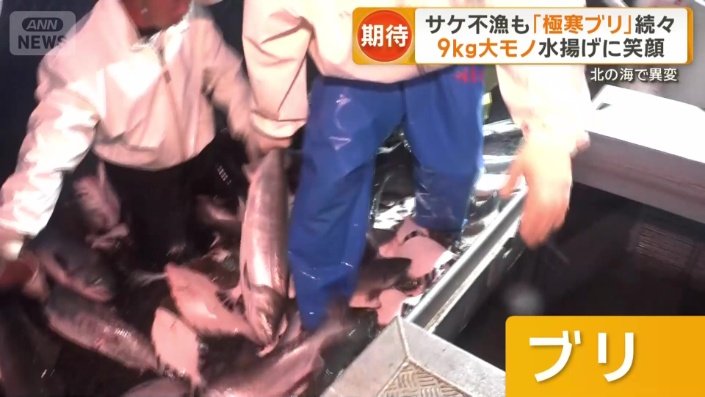 ブリ