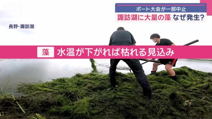 水温が下がれば、藻は枯れていくという