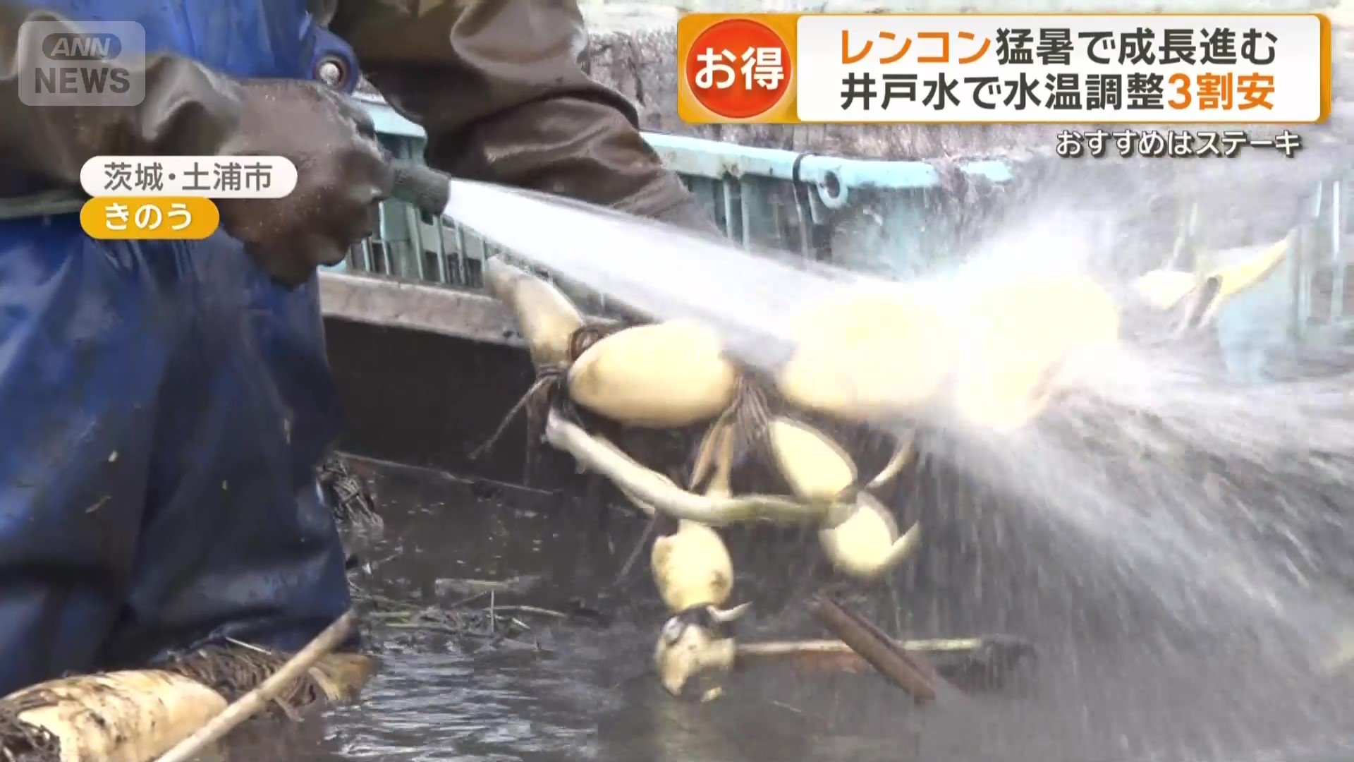 茨城でレンコンの収穫