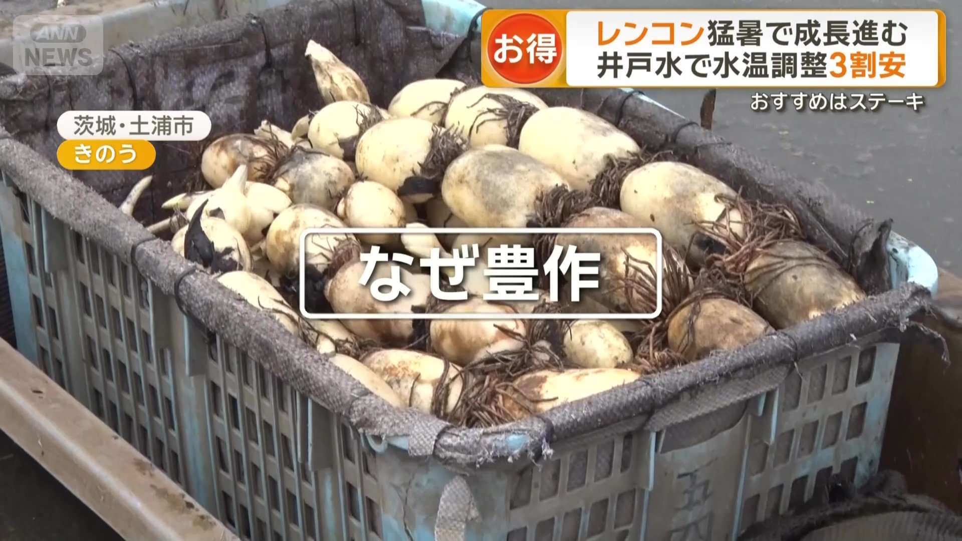 レンコンなぜ豊作？