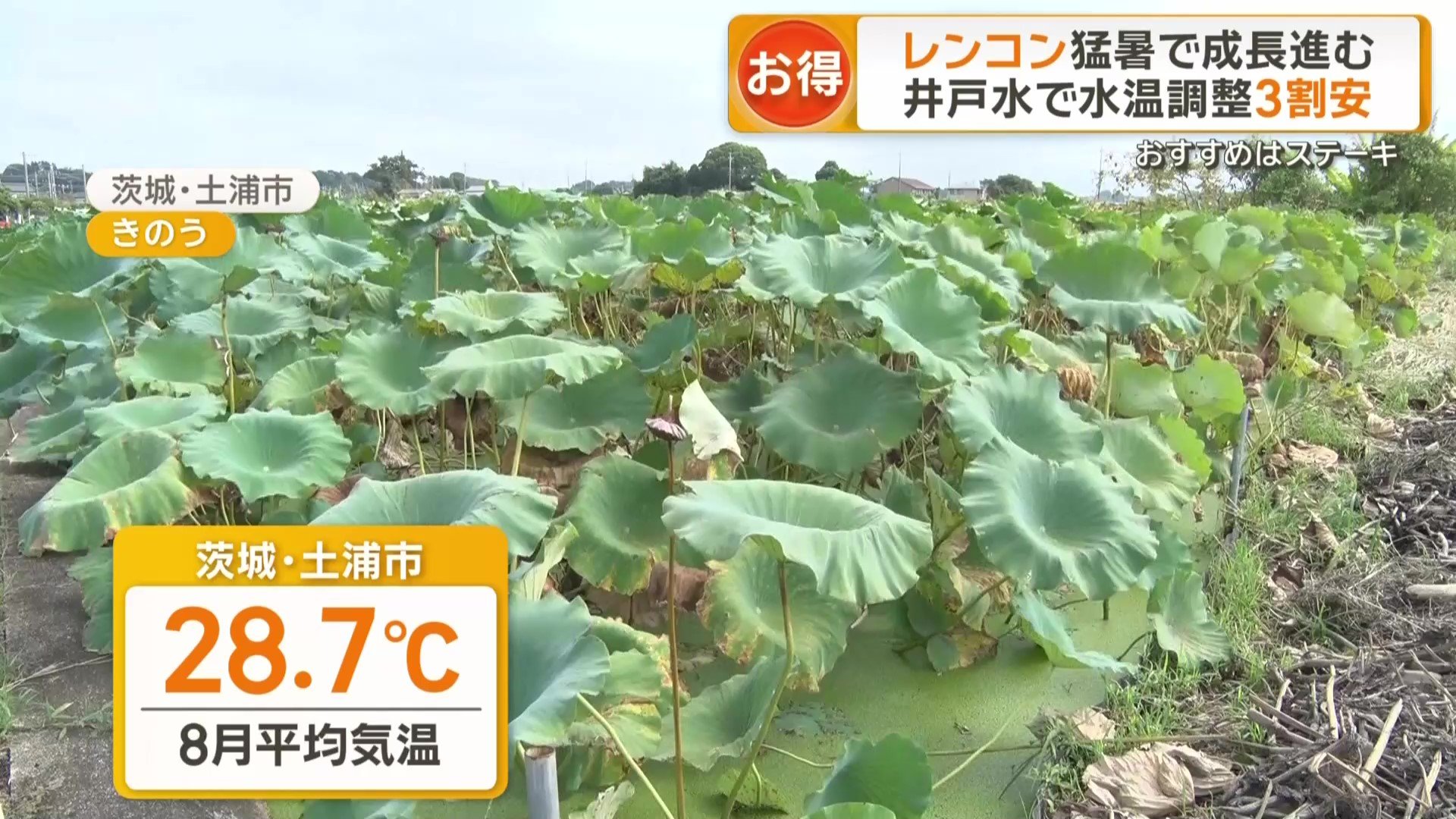 土浦市の8月平均気温は28.7℃