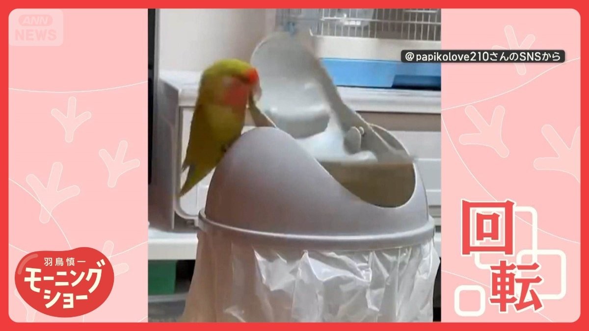 なぜそんなにぐーるぐる？　一心不乱にフタを高速回転！　インコさんの気持ちは？