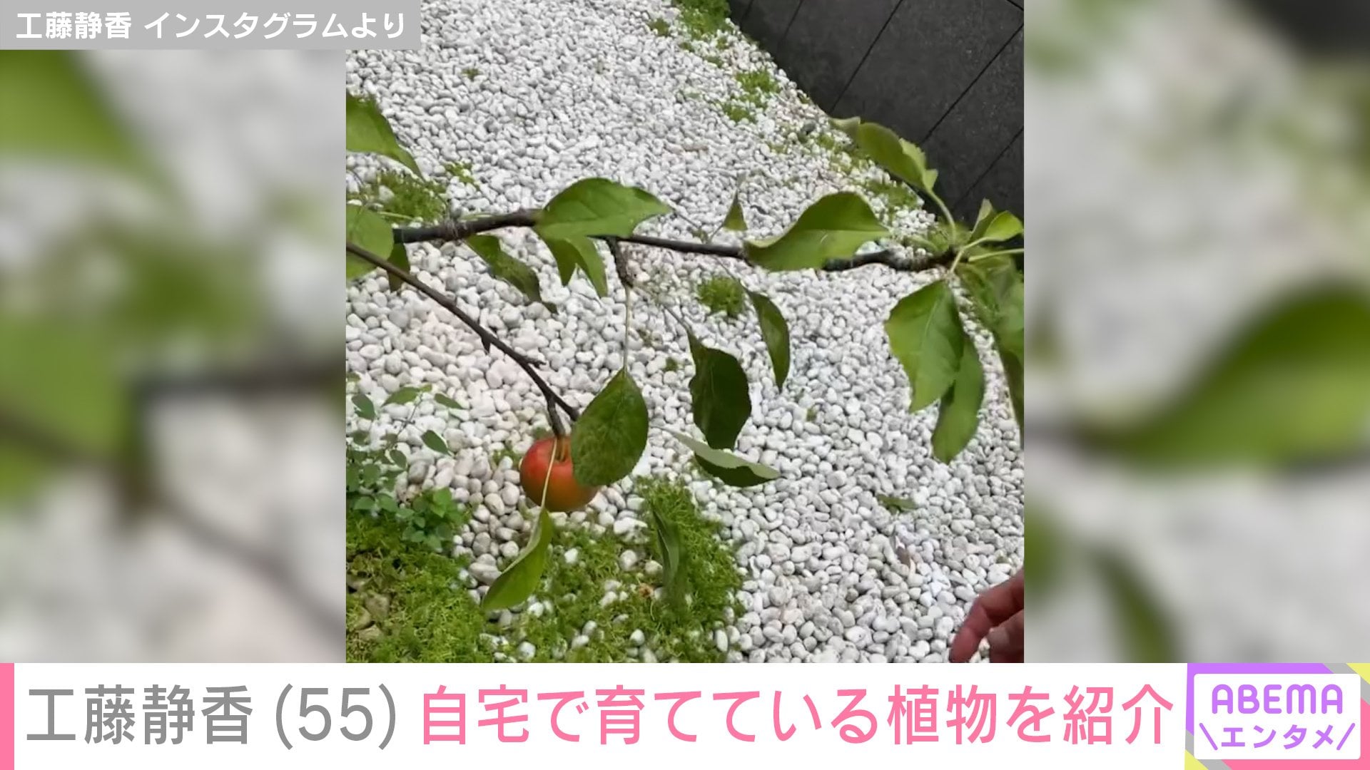 庭のりんご
