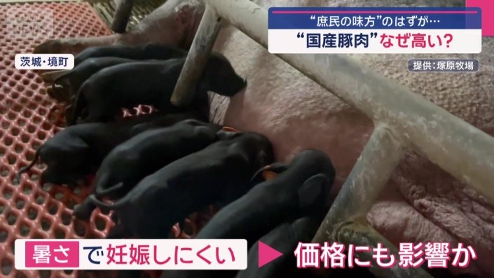 暑さに弱い豚