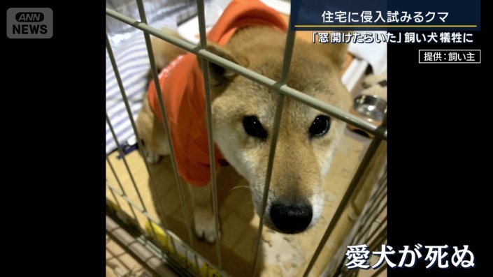 飼っていた犬