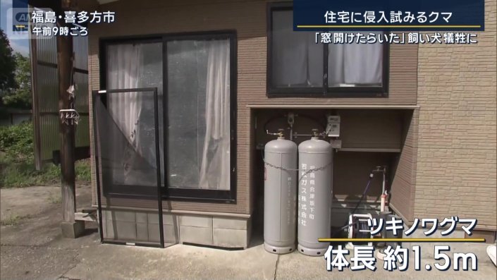 ツキノワグマ