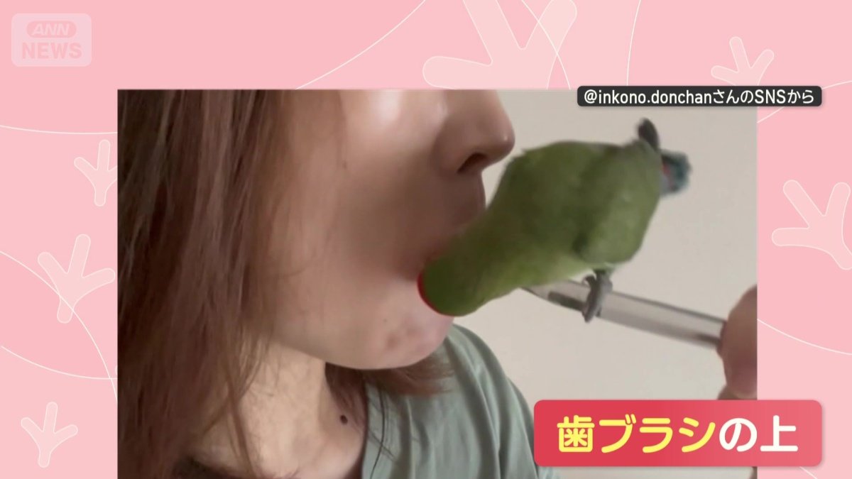 歯ブラシの上！
