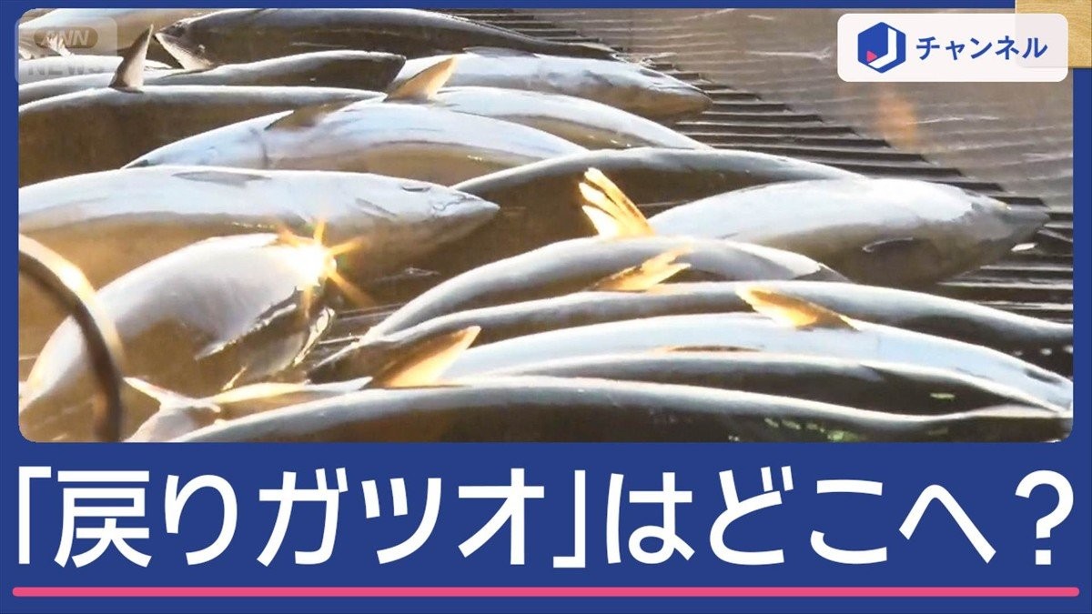 “戻りガツオ”はどこへ？　水揚げ量1位の街に異変