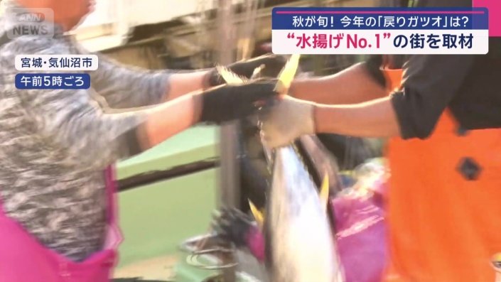 バケツリレーならぬ「カツオリレー」