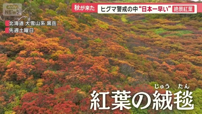 どこまでも鮮やかで美しい紅葉の絨毯（じゅうたん）。
