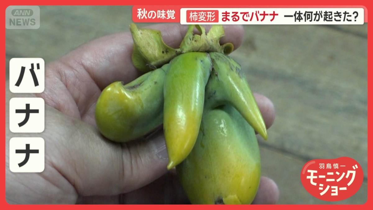 異常気象…秋の味覚に異変　柿は変形まるでバナナ　レンコン巨大化「奇跡の価格」に