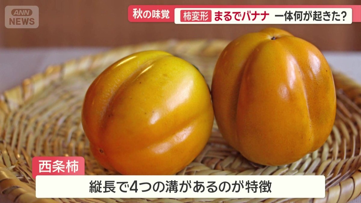西条柿