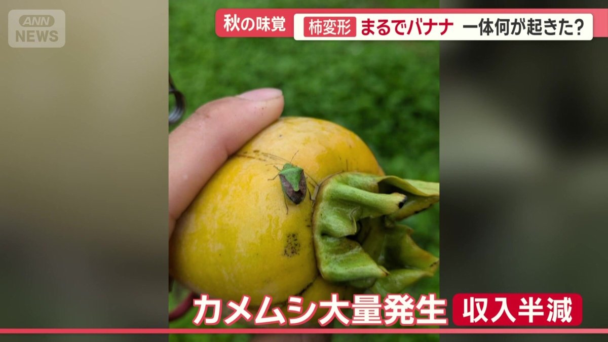 去年