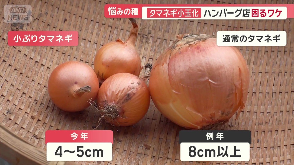 タマネギも…