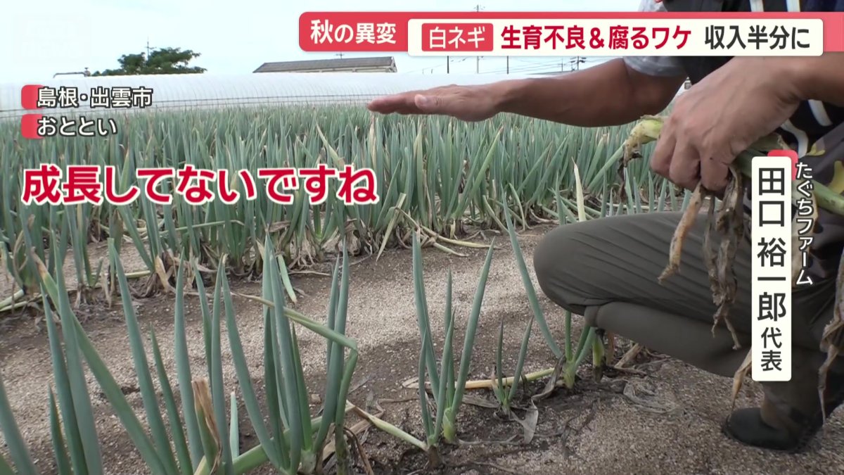 白ネギ