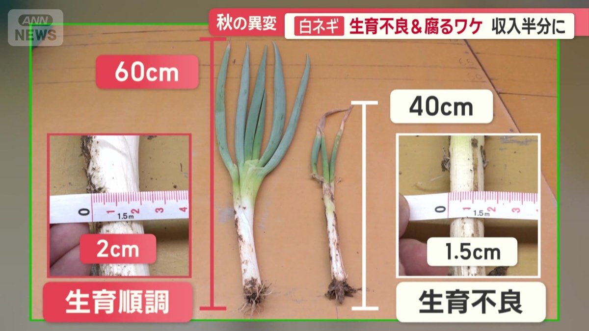 軟腐病に感染した白ネギ