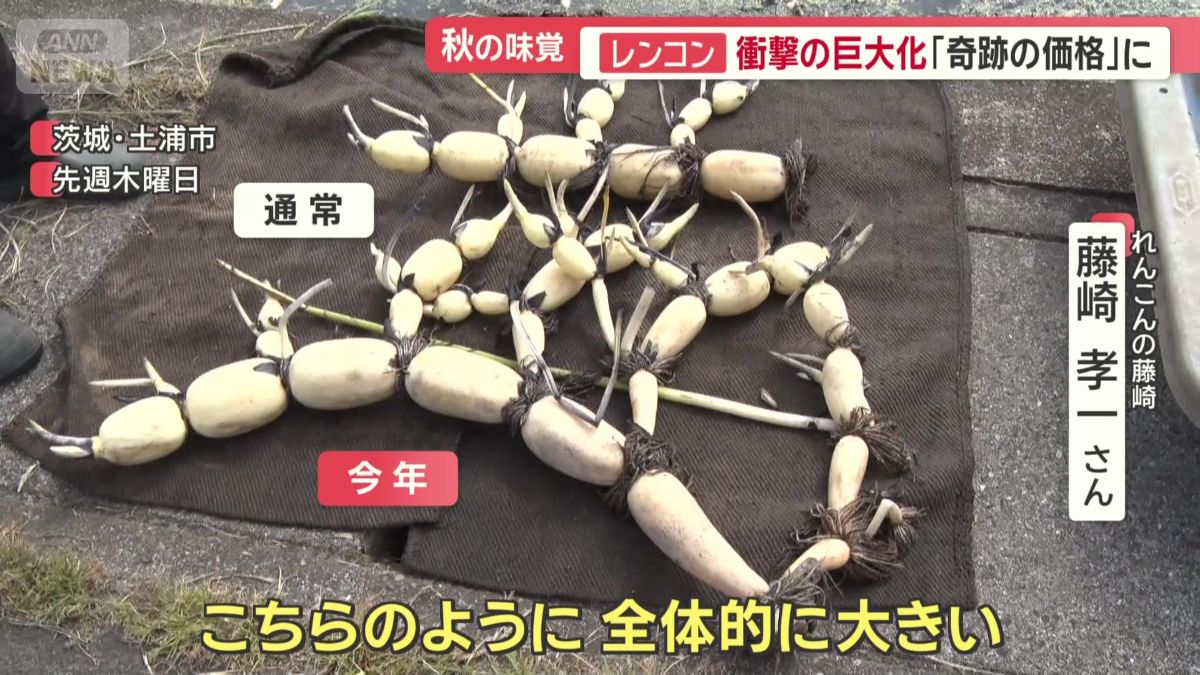 レンコン