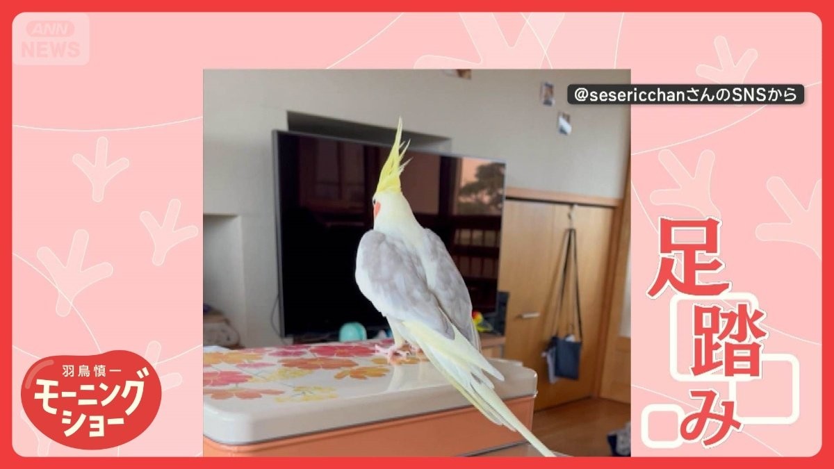 軽快リズムにあなたもトリコ！？　タップダンサーなオカメインコさん　楽しんでいる？