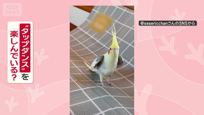 オカメインコのクックくん(3)