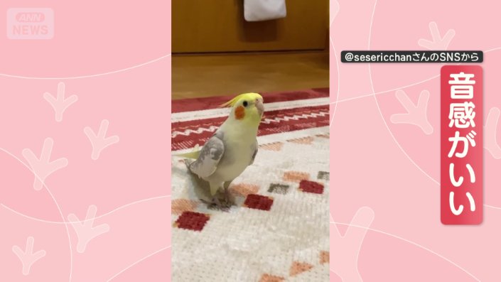 音感の良いオカメインコ