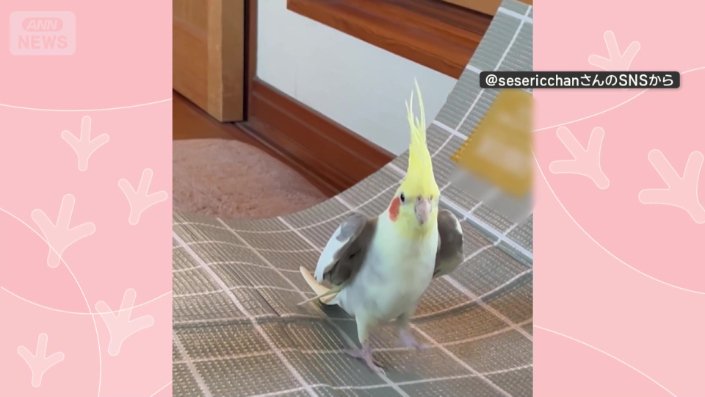 タップダンスのように華麗なステップ